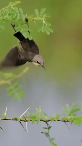 #sogon #konin #kolibri 