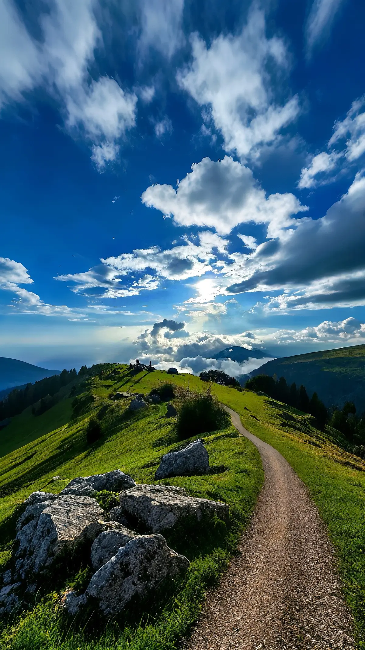 #forest #nature #landscape #travel #vinland 