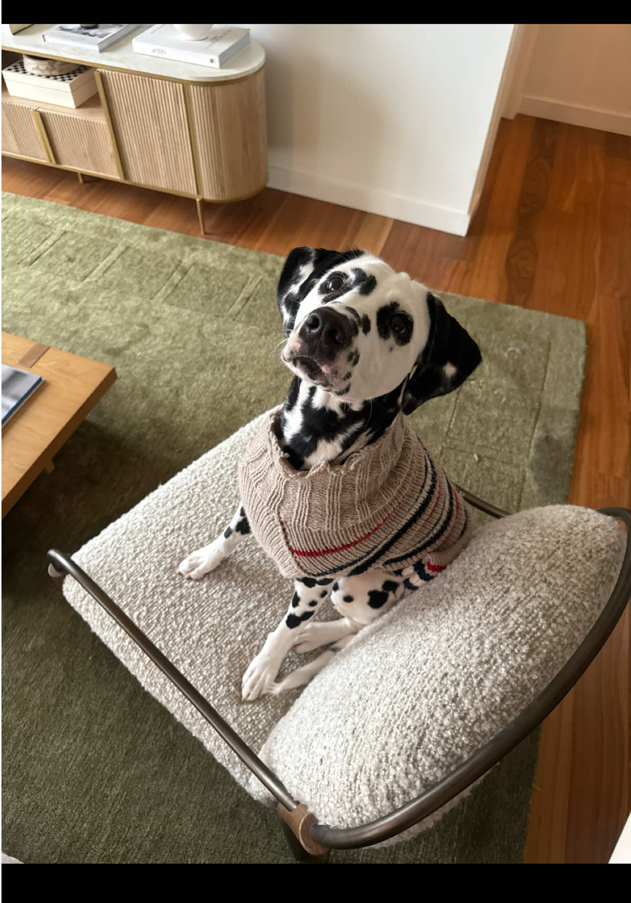 why does she get more excited to see her sweater over her leash 