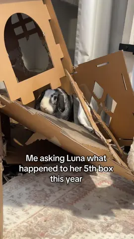 Back on Amazon I go #bunnytok #PetsOfTikTok #minilopsoftiktok #fyppp #luna 