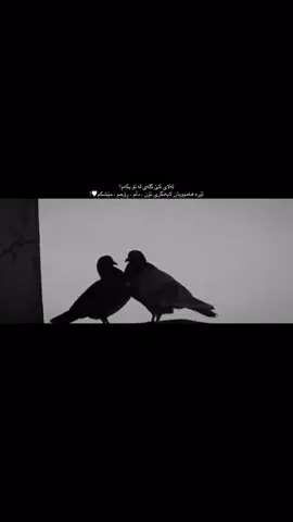 ئەو یەکەمین جارەی کە هەستم کرد خۆشم ئەوێت بیرم ناکەوێتەوە، بەڵام ئەو یەکەمین جارەی کە ئەو وتی “خۆشم ئەوێیت”لەبیرناکەم ، رۆژانێک لە ژیاندا هەیە کە چیتر ناگەرێنەوە، مرۆڤانێک دێنە ژیانتەوە کە چیتر دوبارە نابنەوە، کەسانێک لە ژیانت ئەچنە دەرەوە کە جێیان بەخاڵی ئەمێنێتەوە هەمیشە. ئەگەر ئەو شانسەم هەبوایە کە بگەرێمەوە بۆ دواوە، ئەرۆشتمەوە بۆ ئەو یەکەمین رۆژەی کە ناومی هێنا. بۆ ئەو یەکەمین جارەی کە ئەیوست قسەیەک بکات و نەی ئەتوانی. مەگەر کەسێک چەند جار ئەو شانسەی هەیە کە خۆی لەنێو چاوی کەسێکی دیکەدا ببینێ. #foryou #l4uu4 #foryoupage #inshot #song 