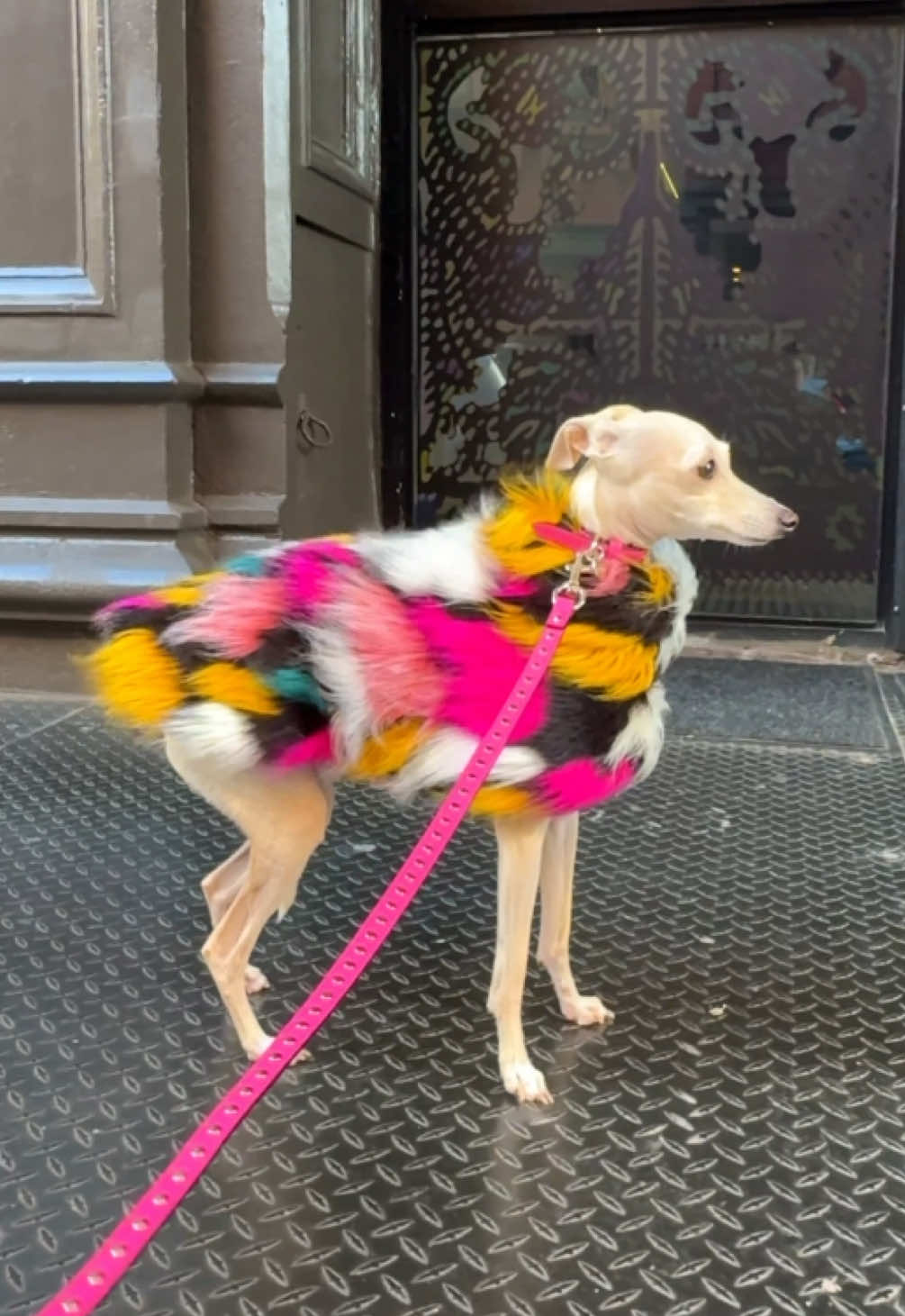 She is one gust away from takeoff but still serving face. #italiangreyhound 