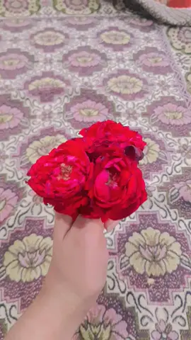 #❤❤❤🥰🥰🦋🦋 