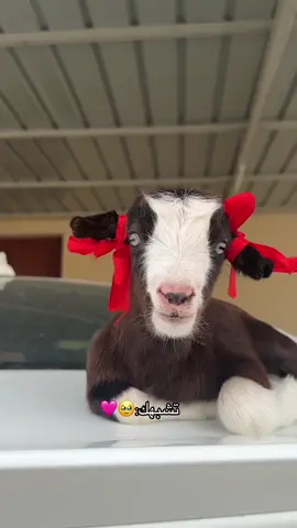 #اكسبلورر #العراق #اكسبلورexplore 