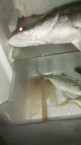 ikan apo ini? #baramundi #kakapputih #angler