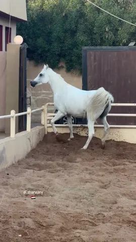 ⁨	عود فيلا🦌  الأب : مرتجب النقيب الأم : نرجس بنت ياسمين  التصوير من زيارة لمزرعة فيلا في مصر 🇪🇬 2025  تصوير el.sharwany  اذكروا_الله_وصلوا_على_رسول_الله  #خيول_عربيه #خيول_جميله #خيول_أصيله #جموح_الخيل #فروسية ⁩