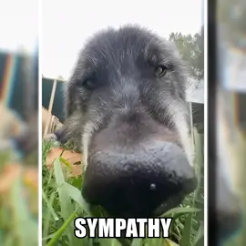 SUGAR, YES WOLP 🐺🔥 Wolp Wednesday merch is now available! Link in bio 🐺 #wolpwednesday #wolf #wolves #edit #fyp