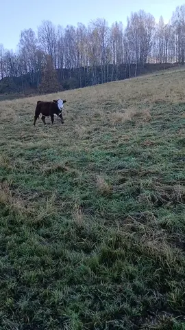 Ich kenne einen Andre! #andre #kuh #funnyvideo #fyp #viral