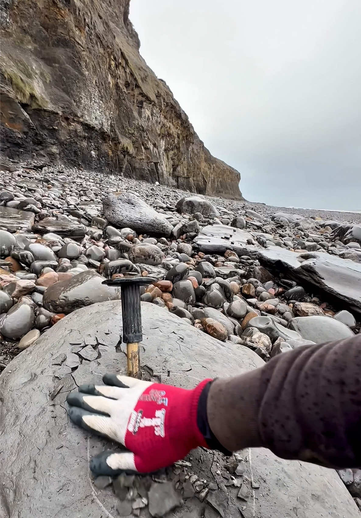 Whilst fossil and crystal hunting on a remote beach we came across a fresh shale landslide! 🏝️ Amongst it, we found these mysterious round stones in a loose slab! 😍 These 190 Million Year Old Jurassic specimens were so exciting to find, we are so pleased with them! The first nodule held Calcite Crystal within, the second contained a HUGE Ammonite fossil! You win some, you lose some 🌅 Thank you for supporting our page! 🐊 #fossil #golden #fossilhunting #crystal #fyp