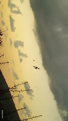 مجموعة لرصد حركة السمن اللينك فالبايو🫣🙆‍♂️#fyp #viralvideo #الشعب_الصيني_ماله_حل😂😂 #viral #fypシ 