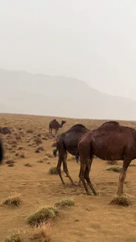 #تصويري_احترافي_الاجواء👌🏻🕊😴 #عطايا_الله🐪 #اكسبلور #اجواء_الشتاء #fyp 