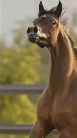 مًۡسَِـ(🍀)ـآء آلَۣخِـ(🌸)ـيَۡݛ #خيل_وحزن #ذكريات_موجعة #خيل_وخياله🐎 #ترند_الخيل #عشق 