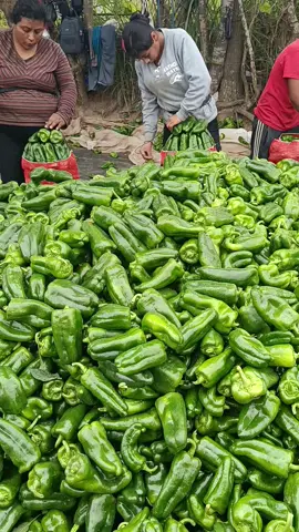 esto es pará mis seguidores #paratiiiiiiiiiiiiiiiiiiiiiiiiiiiiiii #tiktoklive #siii #bro #bendiciones🌹❤️🙌🏻🙌🏻🙏amo agradezco mucho por sus corazones 