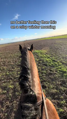 you can tell when he steps it up a gear 😅 #fyp #horses #cantering #hacking #behindtheears 