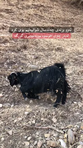 #ئەو بزنەیی چەندین سال شوانیەتم بۆیی کرد.  لەبەر چاویی خۆم بوە نێچیری گورگ..!