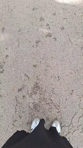 #תבואעםפרחים  #שירחדש  #מוזיקה 