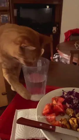 #cat #catsoftiktok #funnycats #catlover 