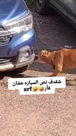 شقدف السياره عشان فأر