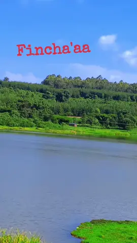 #oromotiktok #fincha,aa