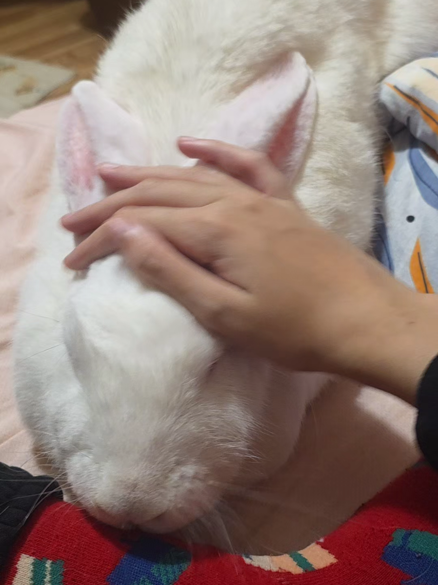 this bunny isn't innocent btw 🙄🙄 #bunny #silly   #fyp #bnuy #pet 