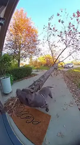 CASUAL TU PERRO REGRESANDO DE JUGAR🤯🐶🐾. . . #bullydog #creatorsearchinsight #abkc #americanbully #americanbullyofficial 