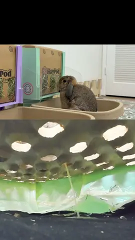 What you see vs what’s actually happening. #bunnylitterbox #rabbitlitterbox #bunnylet #bunny #rabbit 