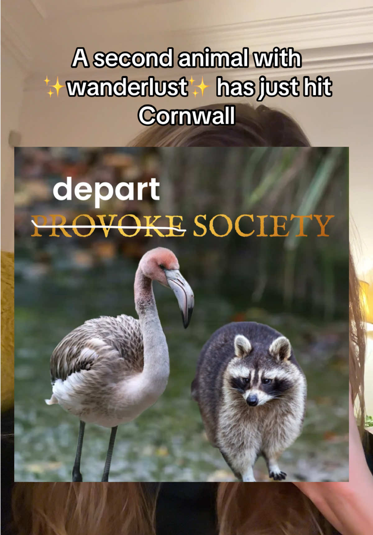 i love whatever the animals of cornwall have going on right now !! photo and video creds to: Emma Jacobs/RSPCA  #knightsoftherotundtable #raccoon #cornwall #animals #nature 