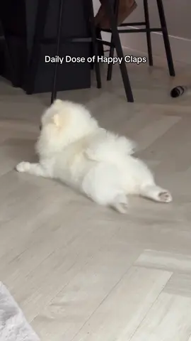 Watch till the end for more happy claps #happyclaps #pomtok #pomeranian #dogsoftiktok #funnydogs