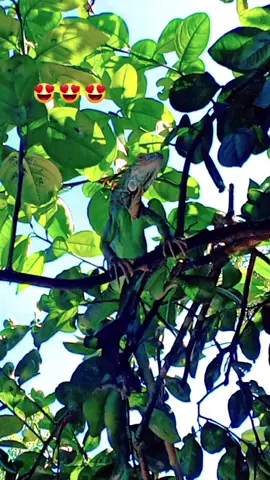 #iguanas #tabasco #naturaleza 
