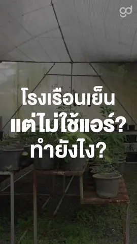 เป็นโรงเรือนเย็น แต่ไม่ใช้แอร์? #ตู่พบเธอ #ตู่ภพธร #GoodDayOfficial #GoodDay #บันเทิงTikTok #นุ้ยสุจิรา