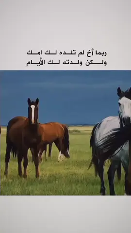 ربما اخ لم تلده لك امك ولكن ولدته لك الأيام #عاشق_الخيل 
