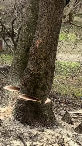 097-155-89-96 ЗРІЗАЄМО ДЕРЕВА-БУДЬ ЯКОЇ СКЛАДНОСТІ. Хмельницький та область#Арборист #промальп #зрізаннядерев #stihl  #хмельницький 