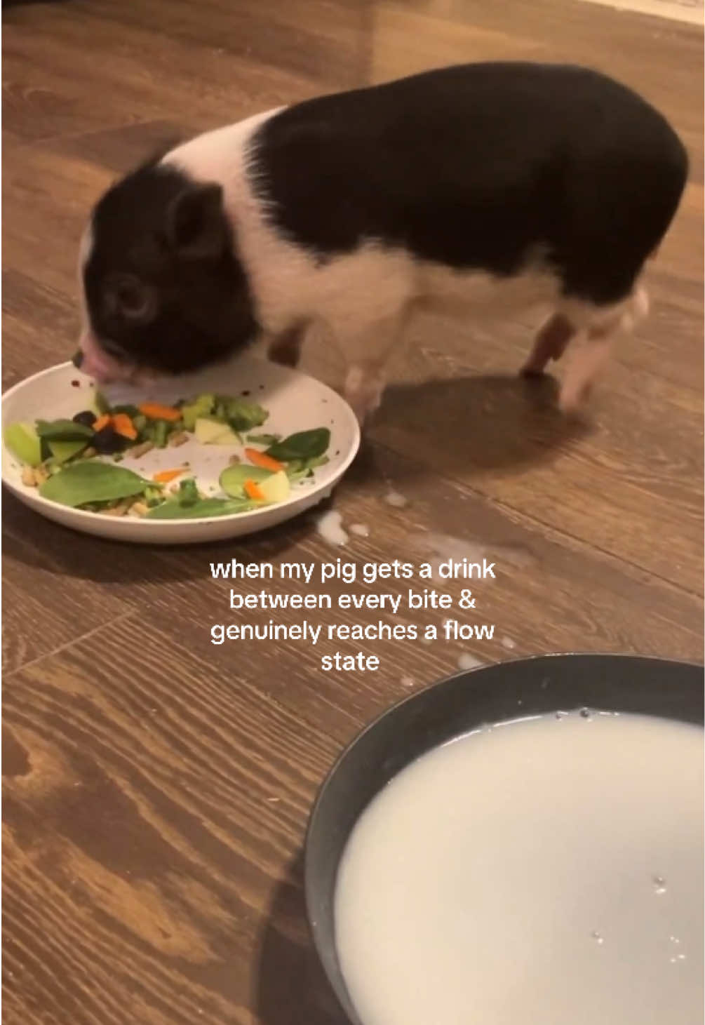 NOTE: this was when Princess Merki was 6 weeks old! Pls remember that mini pigs are any pigs under 300lbs & her breed (julianna x American mini) will most likely reach 115lbs max, but she is also a runt so she might stay on the smaller side.  🩷  milk was not a big part of her diet, but she was a runt & had to be brought home earlier than the desired age of 8 weeks bc of her breeder’s housing situation so we wanted to be sure she had a little bit. Lmk if you have any questions in the comments! <3