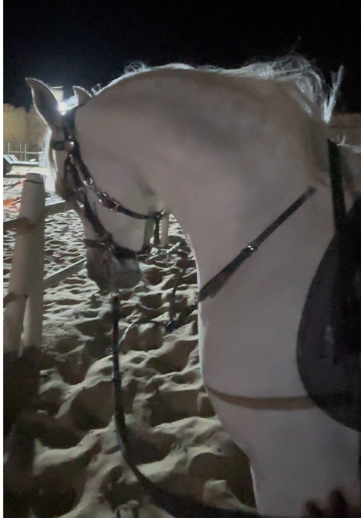 #خيل_وخياله🐎 