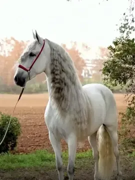 #creatorsearchinsights #horus #horsesontiktok #viral #flypシ @Umaii @Umaii @Umaii 