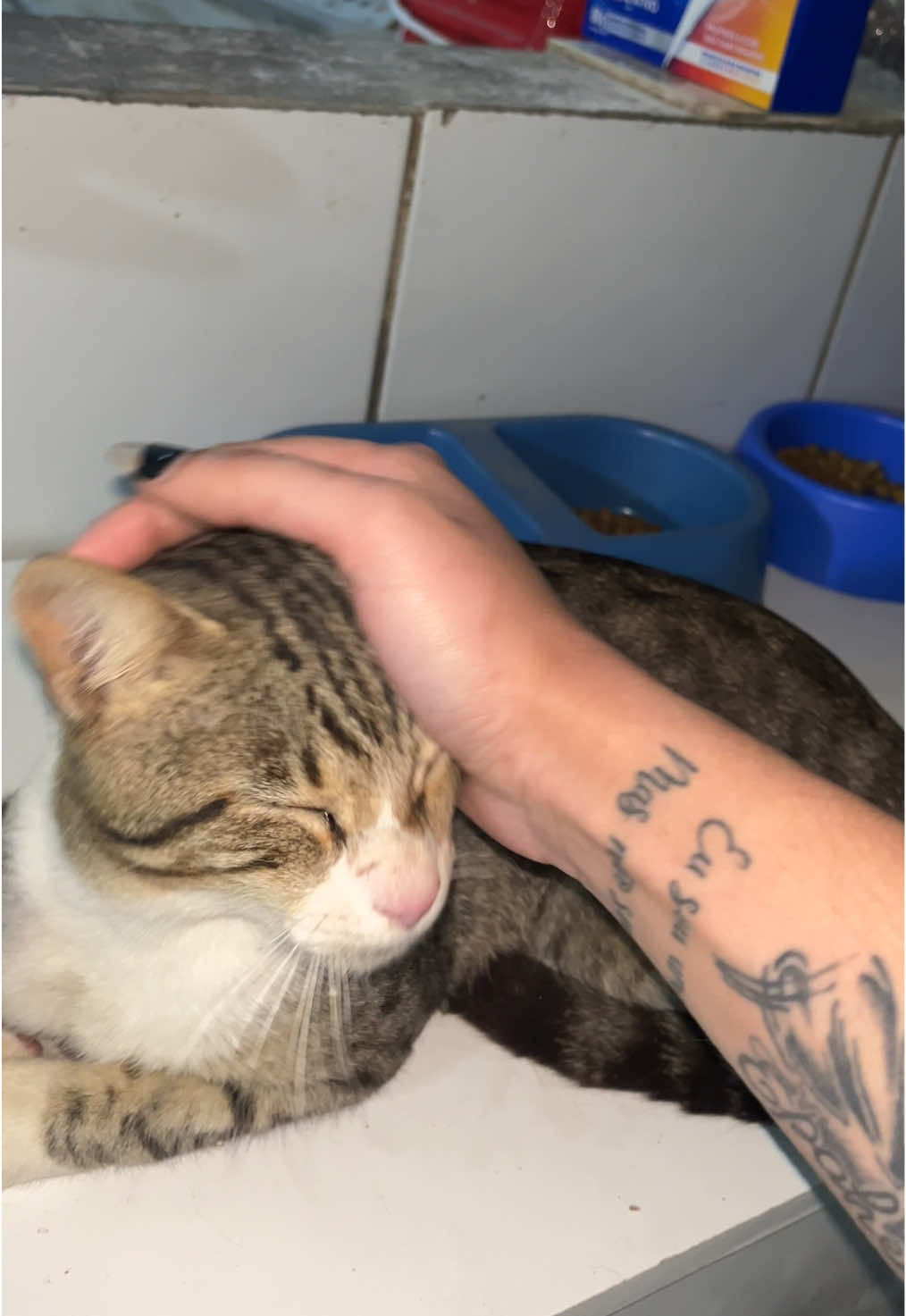 A parte 3 q vcs pediram 🥹💙  #fy #fyp #viral #foryou #gato 