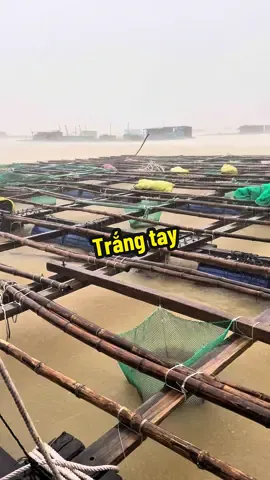 Ông Trời Xoá Xổ Thủ Phủ Tôm Hùm Rồi #nguyenvannhin #tomhum #phuyen #fyp 