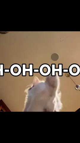 CALIFORNIA GIRLS, WE’RE UNFORGETTABLE 🗣️🗣️🗣️😻😽 #cat #catlover #katyperry #catcore #cattok 