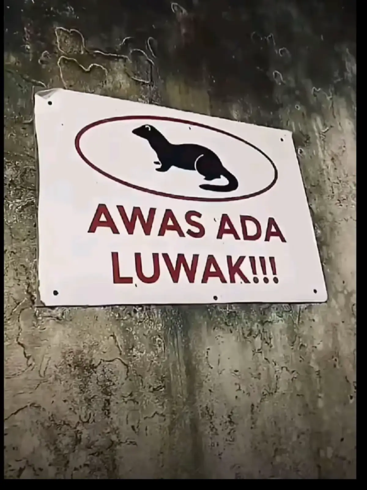 weitt #wongliyongertiopo 