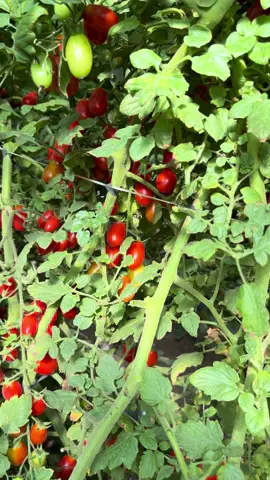 #grapefrutila #diaadianaestufa 