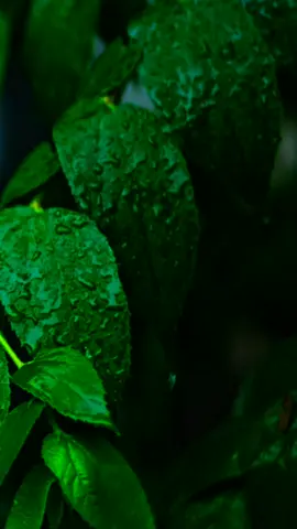 #قورئان_ئارامی_دڵان🕋📿 #القران_الكريم_راحه_نفسية😍🕋 #قران #quran #capcut 