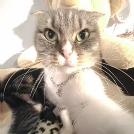 MIAU MIAU😼😼 #fyp #foryoupagе #viral #edit #cat 