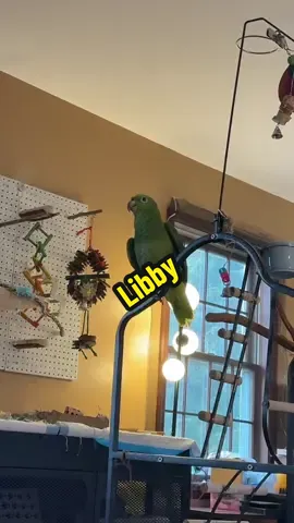 Day 2 of yelling Libby she’s really got something to say! #aboutabird #libbytheamazon 