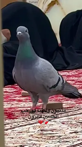 #الامام_علي_بن_أبي_طالب_؏💙🔥 #الامام_علي_بن_ابي_طالب_عليه_السلام #الامام_الحسن_عليه_السلام #فاطمة_الزهراء_عليها_السلام_💔 #الصحن_الفاطمي 