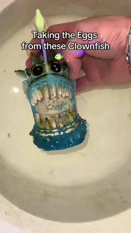 Hatch night is almost here for Round 2 #clownfishbreeding #clownfish #babyclownfish 