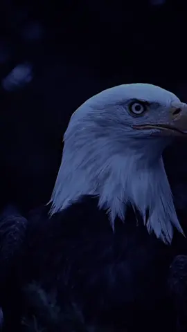 #CapCutMotivacional #CapCut #reflexaododia 