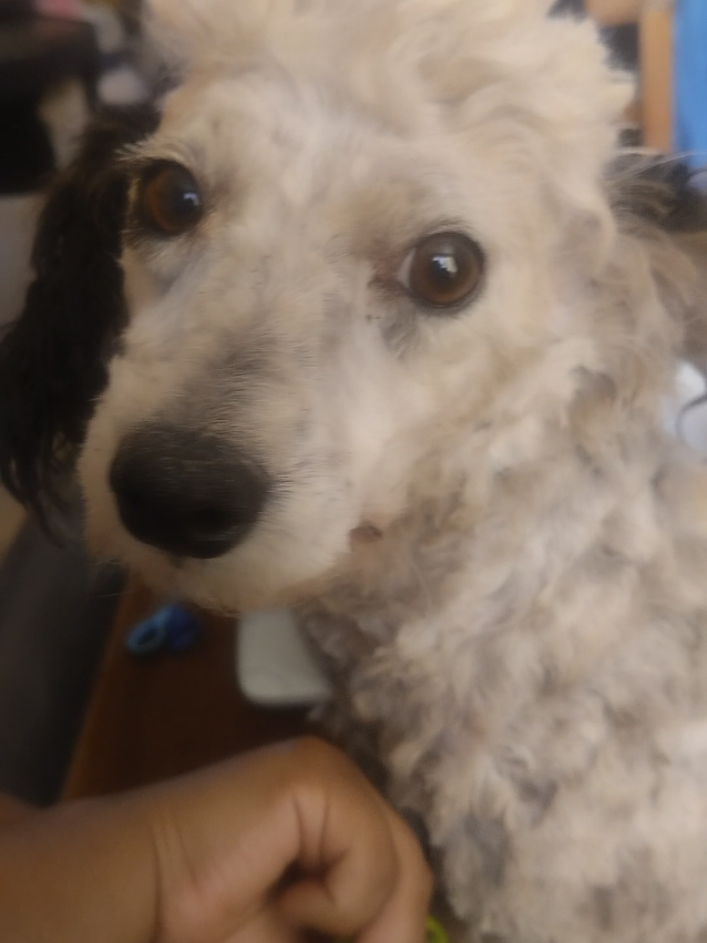 #tichi #pitucasinlucas #regalona mi tichi, ella no es poodle, es mestiza, ella fue rescatada de un basurero en #limari, su color es blanco con negro, la amamos desde el día uno, pero no le gustan las peluquerías ni las máquinas, lo que más amo es su carácter