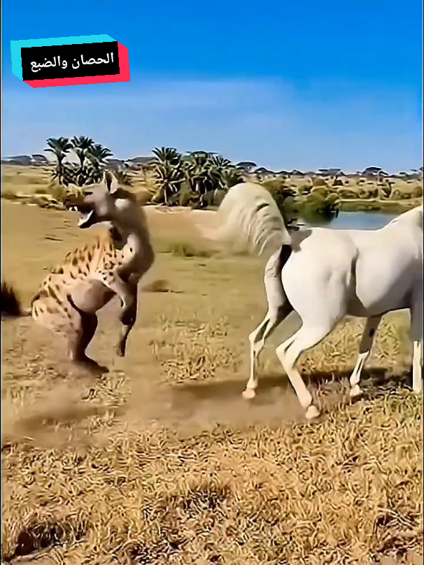 #creatorsearchinsights #LIVEFest2025 الحصان والضبع 