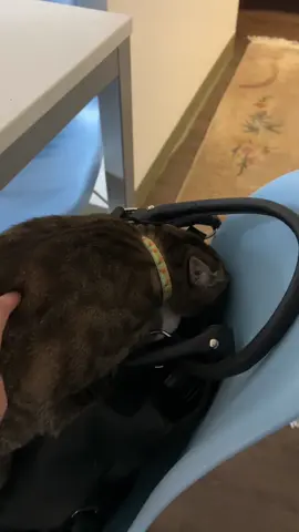 What could be in there that he so desperately wants #catsoftiktok #cat #kitty #