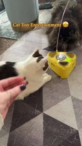 Cat toys know how to entertain… this fun interactive cat toy is such a blast 😍 #cattoys #interactivecattoy #cats #pettoys #tiktokshopblackfriday 